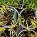 Ostrica muskigumenská - Carex Muskingumensis ´BICOLOR FOUNTAIN´, kont. C2L